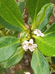 Myoporum