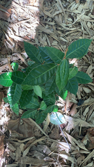 Trachelospermum asiaticum