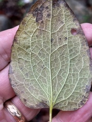 Clematis ouachitensis