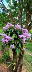 Cattleya
