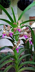Vanda