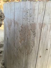 Scolytus