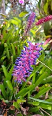 Aechmea gamosepala