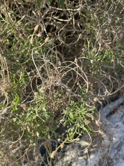 Pleurocoronis pluriseta