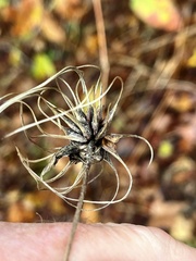 Clematis ouachitensis