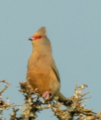 Urocolius indicus indicus