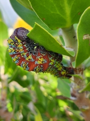 Nudaurelia cytherea