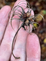 Clematis ouachitensis