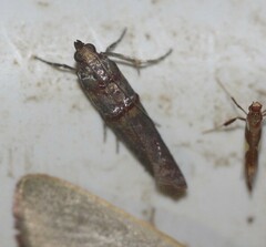 Hypargyria metalliferella