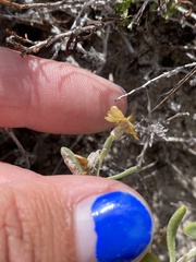 Psilostrophe tagetina