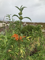 Leonotis leonurus