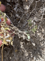 Psilostrophe tagetina