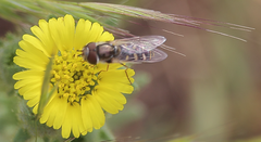 Austroscaeva melanostoma