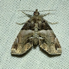 Cutina distincta