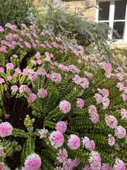 Pimelea ferruginea