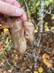 Clematis ouachitensis