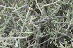 Cyclolepis genistoides