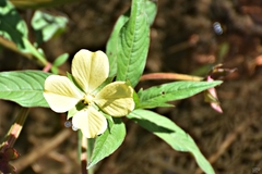 Ludwigia