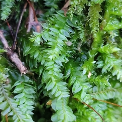 Plagiothecium nemorale