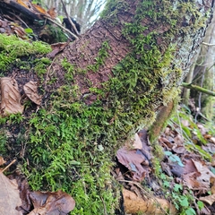 Plagiothecium nemorale