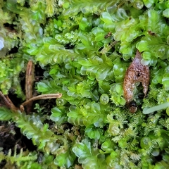 Liochlaena lanceolata