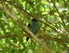 Chiroxiphia caudata