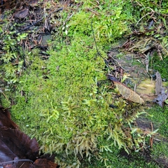 Liochlaena lanceolata