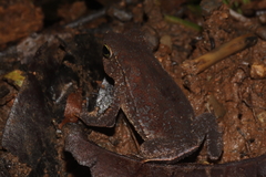 Rhinella alata