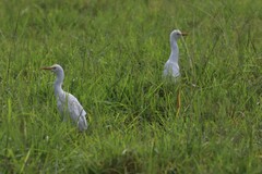 Bubulcus ibis coromandus