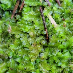 Liochlaena lanceolata