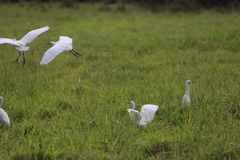 Bubulcus ibis coromandus