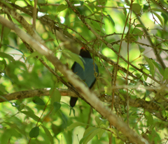 Chiroxiphia caudata
