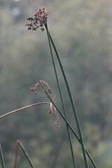 Schoenoplectus acutus