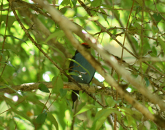 Chiroxiphia caudata