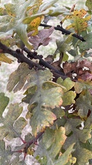 Disholcaspis mellifica