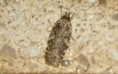 Agonopterix heracliana