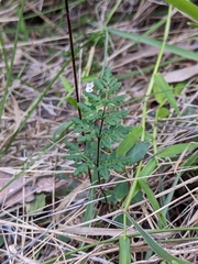 Cheilanthes sieberi sieberi