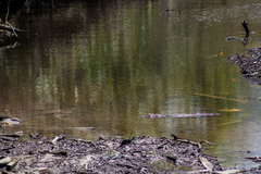 Caiman latirostris