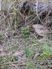Cheilanthes sieberi sieberi