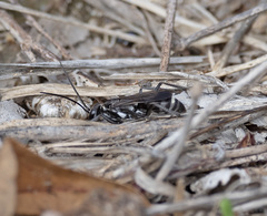 Cryptocheilus hispanicus