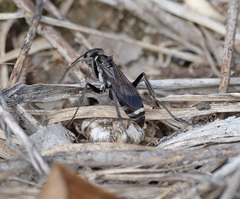 Cryptocheilus hispanicus