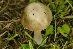 Volvopluteus gloiocephalus