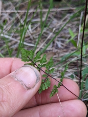 Cheilanthes sieberi sieberi