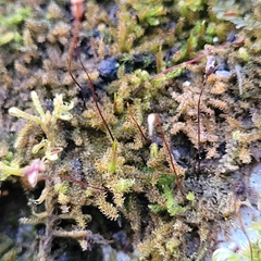 Campylophyllum halleri