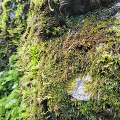 Campylophyllum halleri