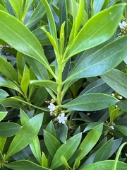 Myoporum