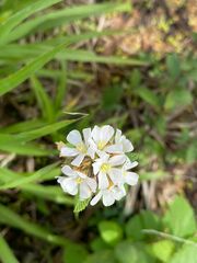 Diplotaxis erucoides