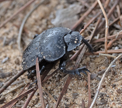 Scarabaeus cicatricosus