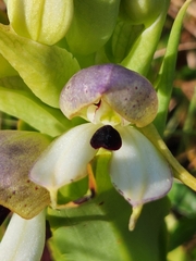 Disa cornuta
