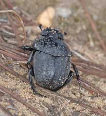 Scarabaeus cicatricosus